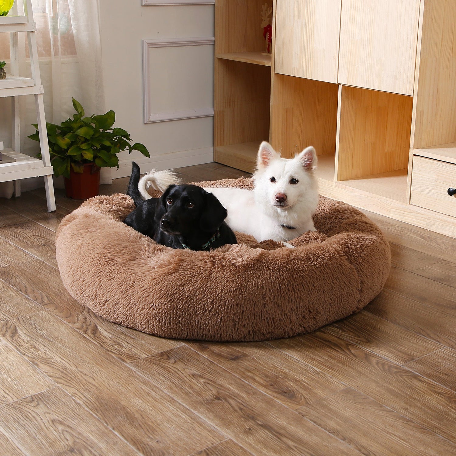 Dog Beds