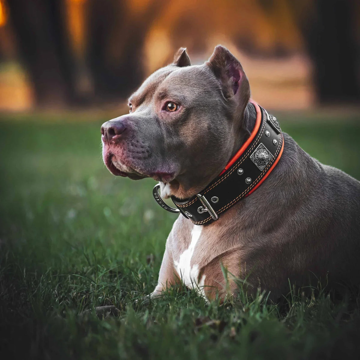 pet collar