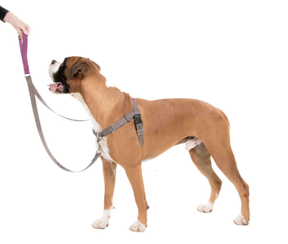 dog lease