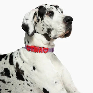 pets collars